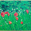 OrientalPoppies