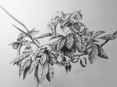 Drawing Flowering Tree
