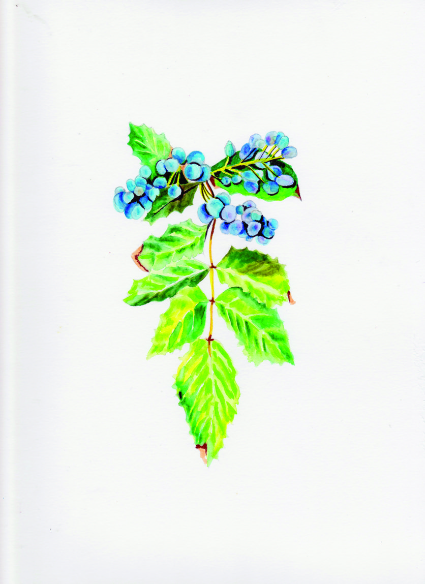 Blue berries gallery