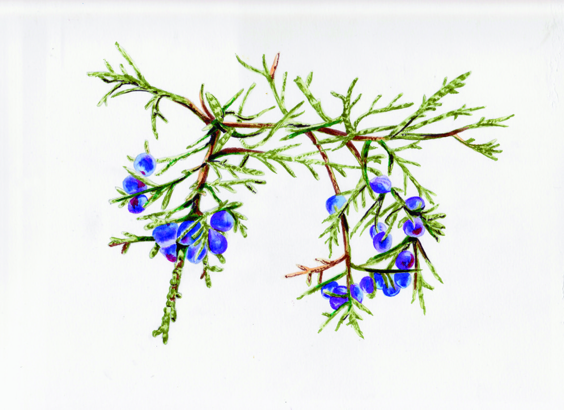 Juniper gallery