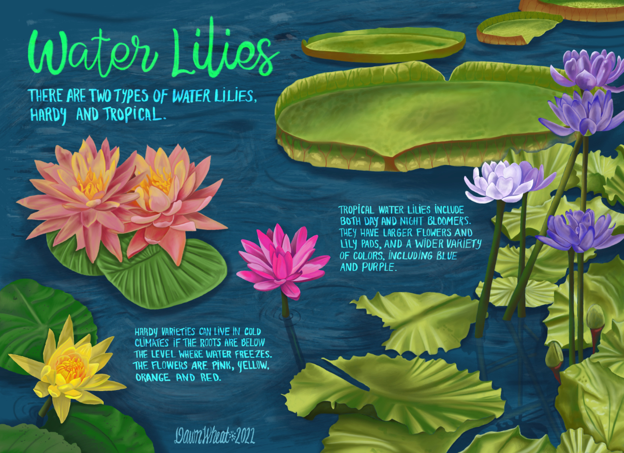 Dawn_Wheat_BC22AUGUST gallery