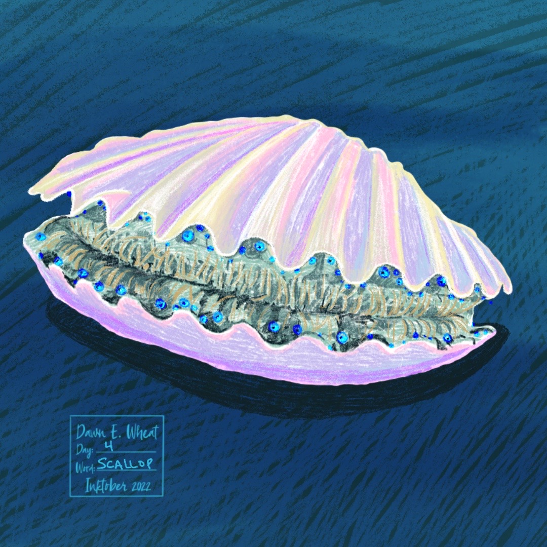 Scallop_Artwork 2 gallery